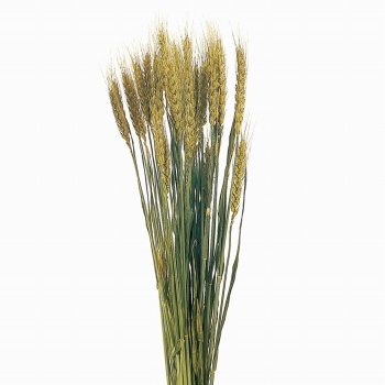 風の花　小麦　ドライフラワー　ナチュラル　DN000006