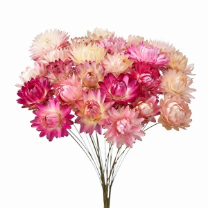 風の花　ヘリクリサムワイヤー　ピンク系　ドライフラワー　ナチュラル　DN140000-002