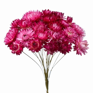 風の花　ヘリクリサムワイヤー　濃ピンク　ドライフラワー　ナチュラル　DN140000-016