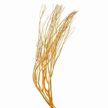 みつまた染　100cm　山吹（ゴールデンイエロー）　ドライフラワー　枝もの　三又　カラー　FD010100-004