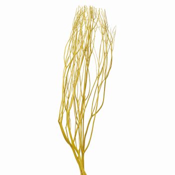 みつまた染　100cm　菜の花（イエロー）　ドライフラワー　枝もの　三又　カラー　FD010100-005