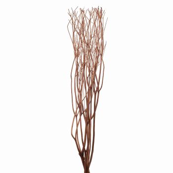 みつまた染　100cm　栗（ブラウン）　ドライフラワー　枝もの　カラー　FD010100-010