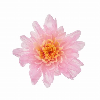 大地農園　ことね菊　ピンクオレンジ　6輪入　プリザーブドフラワー　マム　菊　DO004790-153