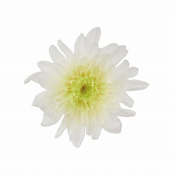 大地農園　ことね菊　ホワイトグリーン　6輪入　プリザーブドフラワー　マム　菊　DO004790-703