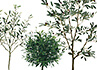 インテリアグリーン 観葉植物